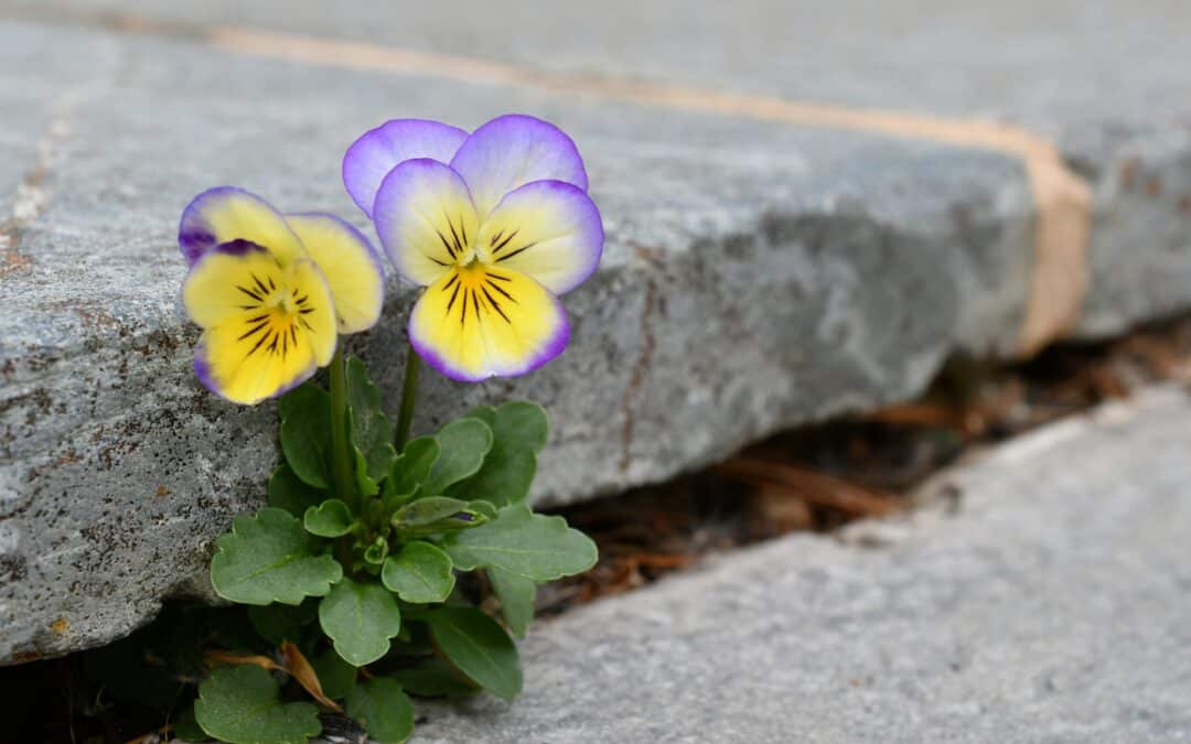 Stärken entdecken, Erfolg erleben, Ziele erreichen